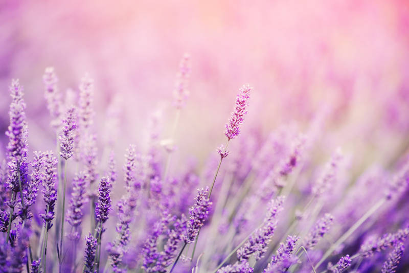 Lavender: Magical Properties, Benefits & Uses | Terravara